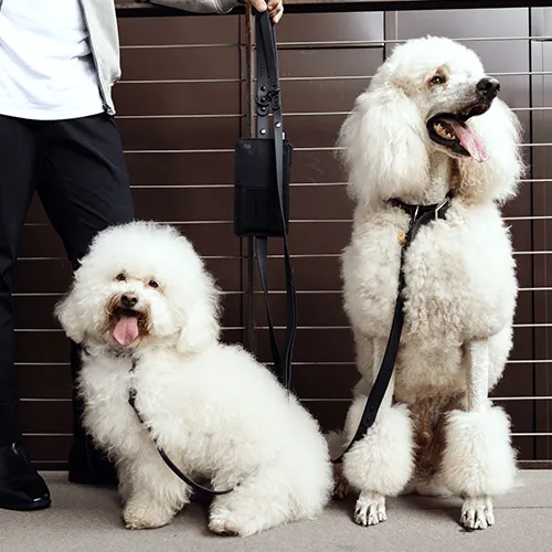 The Pet Leash in M/L